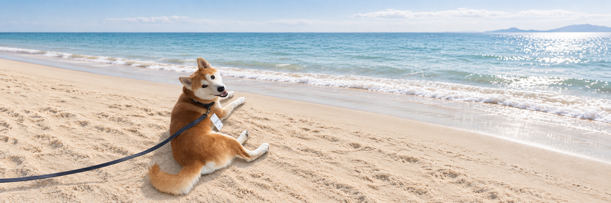 TOMURAH 柴犬 海辺 全身